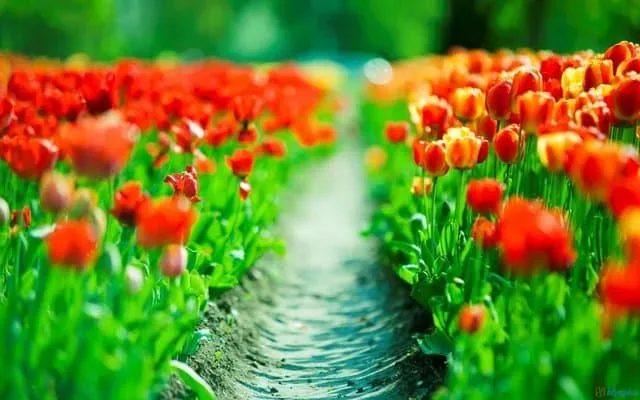 rsz tulips flowers field track red